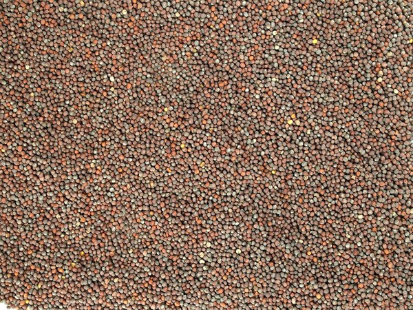 Celá čierna horčica - 100 g