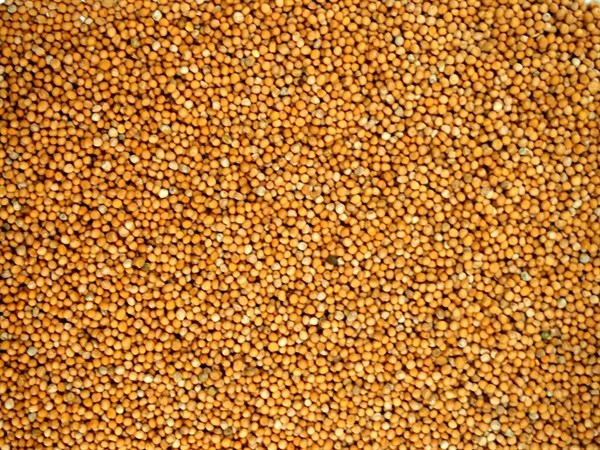 Celá biela horčica - 100 g