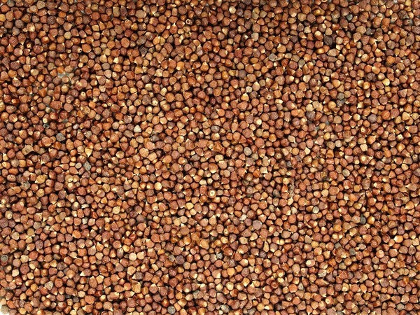 Guinea korenie - semená paradajok - 100 g